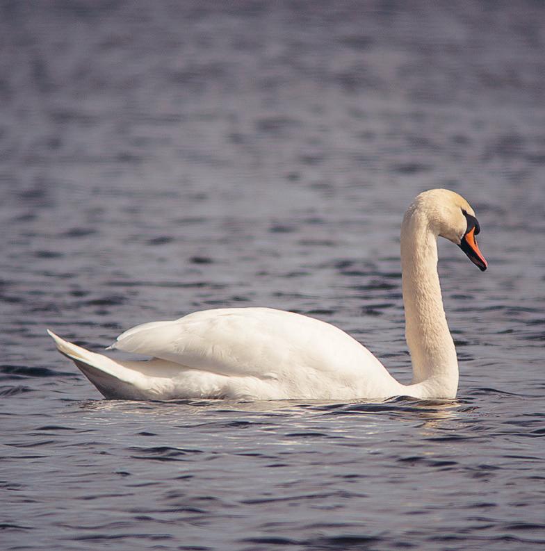 Spöfiske förekommer flitigt i vissa områden under häckningstid. Detta är särskilt förekommande på Ö och V Hammaren, Landön och Tosteberga ängar.