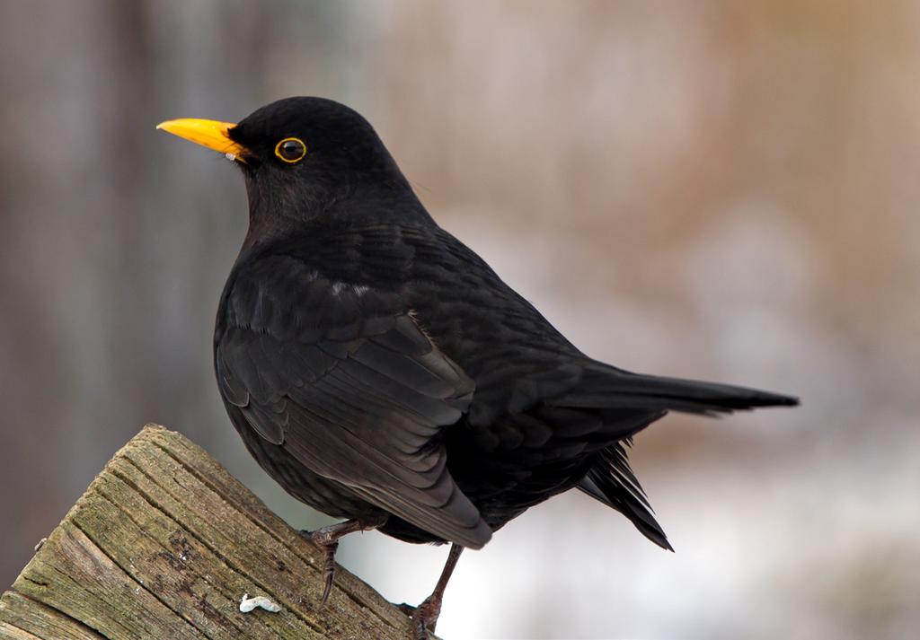 EUROPA NATIONALFÅGLAR 9 MAJ 2019 Miniark 2 frimärken 2 motiv 21 kr FOTO: MATTON SUBSCRIPTION Koltrasten Vald