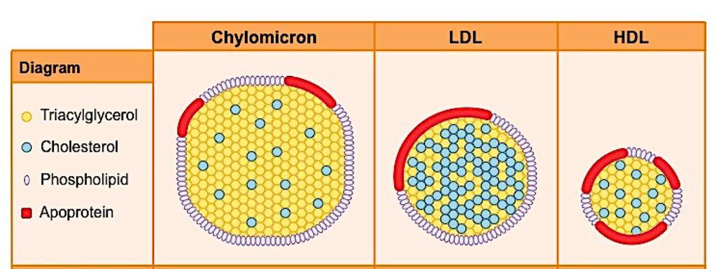 Review of Literature sites of low shear stress, gene expression alterations via nuclear factor kappa B (NF-κB) pathways activate the endothelium and upregulate adhesion molecules, pro-inflammatory