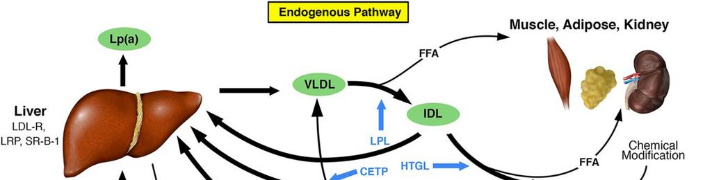 Review of Literature size and density, as chylomicrons (CMs): very low, intermediate, and low- or high-density lipoproteins (VLDL, IDL, LDL or HDL respectively), Figure 2.1.