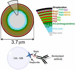 In study I, the in vitro cellular interaction of non-targeted bi-modal MBs with or without superparamagnetic iron oxide nanoparticles (SPIONs) is evaluated, and in study II, more advanced multimodal