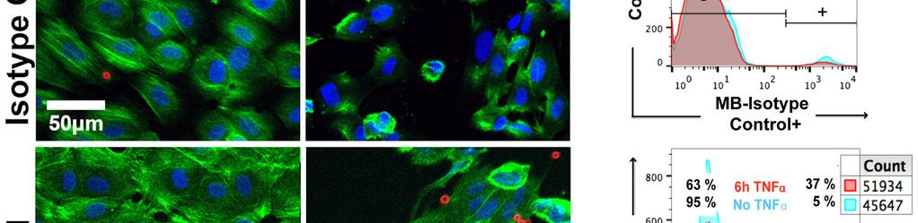 Images were acquired after 2 min continuous flow at 2 dyn cm -2 followed by wash and a 20 dyn cm -2 pulse.