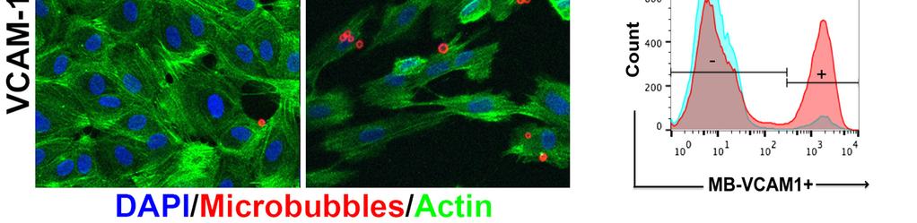 (B) Flow cytometry analysis of anti-vcam-1-mbs and isotype-control- MBs incubated with HUVECs in cell suspension under continuous agitation for 1h.