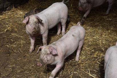Observationer från övervakningen Bild 4 Stöd har sökts för utfodring och skötsel av svin samt ströande av boxar för slaktsvin, unga avelssvin och avvanda grisar.