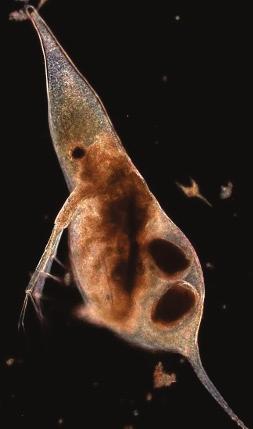Fakta 217:5 Daphnia cucullata (t.v.) och Daphnia cristata (t.h.) från Garnsviken augusti 216.