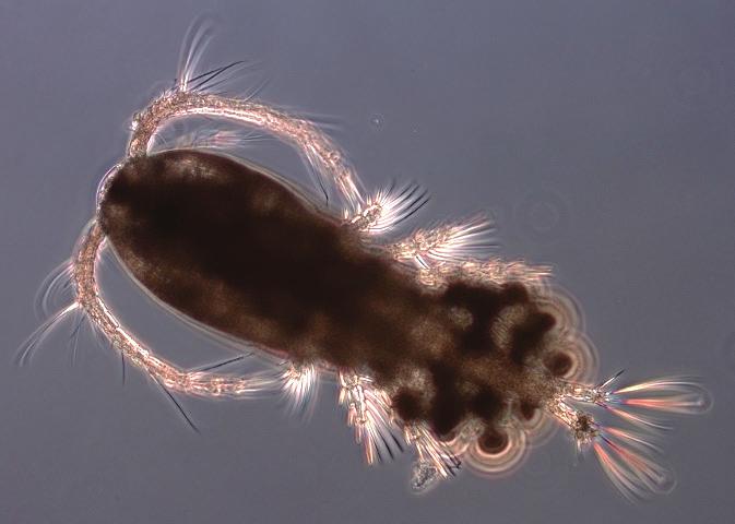 I Norrviken och Garnsviken var de vuxna honorna av Daphnia cucullata något större än i Orlången och Turingen.