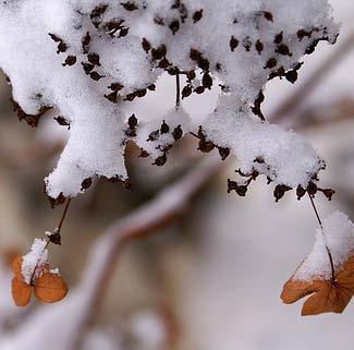 Foto: basswulf 3. Cornus sanguinea Midwinter Fire Skogskornell En buske vars grenar är kraftigt rödfärgade.
