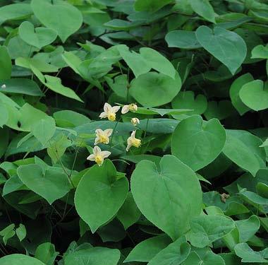 Carex morrowii Japansk starr Är ett smalbladigt, städsegrönt halvgräs.