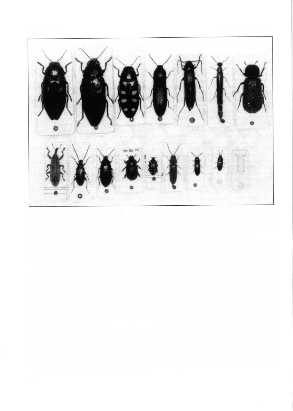 Stig Lundberg Fig. 8. Ovre raden: Praktbaggarna Buprestis rustica, B. haemorrhoidalis och B.