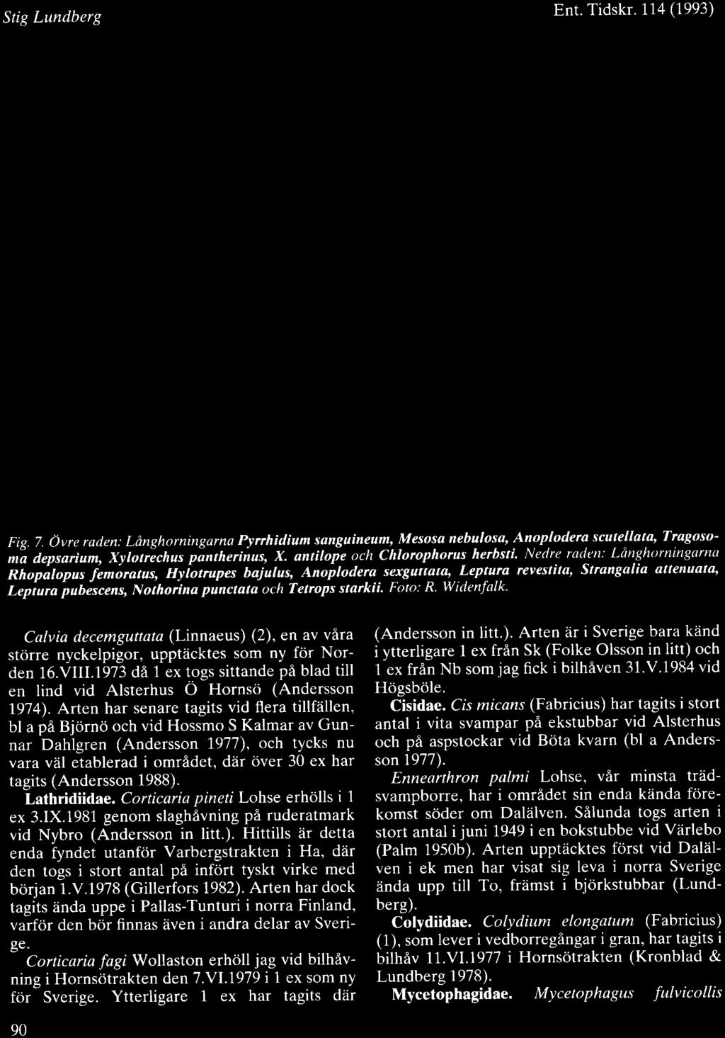 Stig Lundberg Ent. Tidskr. 1,14 (1993) { I t Fig. 7. Ovre raden: Ldnghorningarna Pyrrhidium sanguineum, Mesosa nebulos_a, Anoplodera sculellatq Tragoso' mz depsarium, Xylotrichus pintherinus, X.