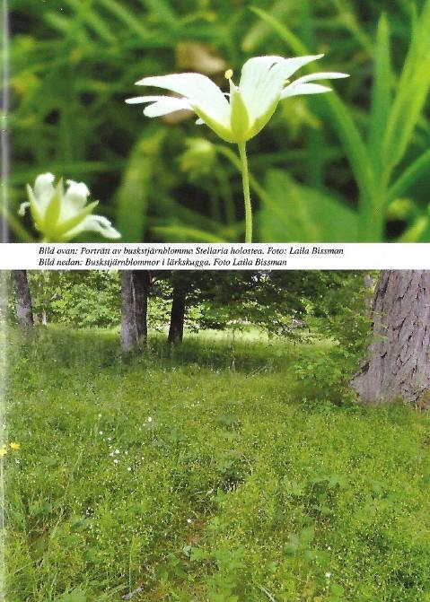 Lördagen den 26 maj på eftermiddagen besöks parken av Berit Berglund, Gävleborgs Botaniska sällskap. Hon berättar om Buskstjärnblomman som växer i parken.