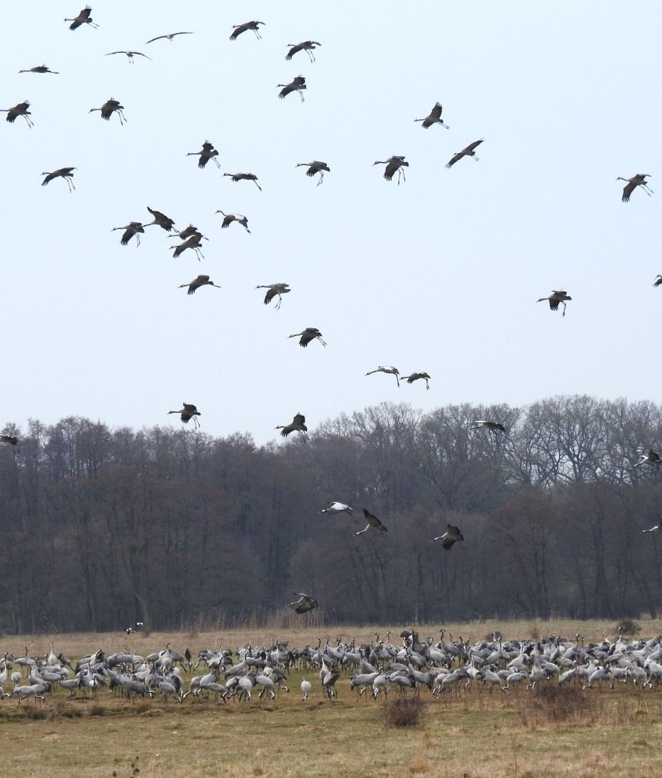Naturskyddsföreningen i Kristianstad