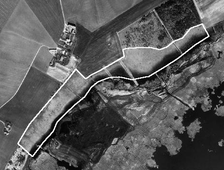 Mellan ängen och vassen finns en välutvecklad blå bård utan igenväxningssymptom, troligen beroende dels på bra betestryck och dels på det magra underlaget i form av gallstrand.