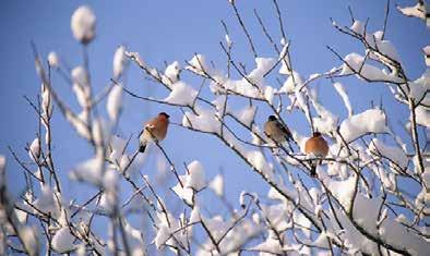 NOVEMBER Lördag 16 november Natursnokarna höstspanar Aktiviteter i naturen för barn 3-7 år. Ledare är Jeanette Eld. Se FB @natursnokarjonkoping JANUARI Söndag 26 januari kl. 10.