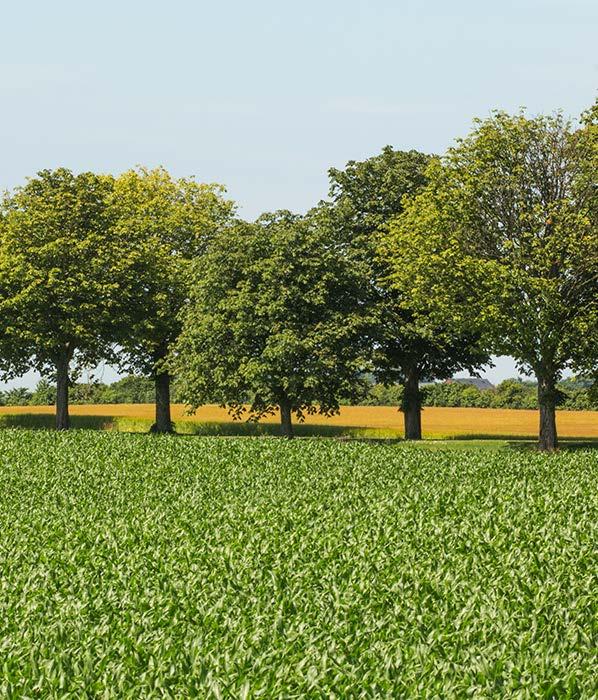 L ANDSBYGDSUTVECKLING I ETT STÖRRE PERSPEKTIV Landsbygdsutvecklingen i Trelleborgs handlingsplanen och delar ut stöd Vidare så håller Region Skåne på att kommun är sammankopplad i ett till aktörer på