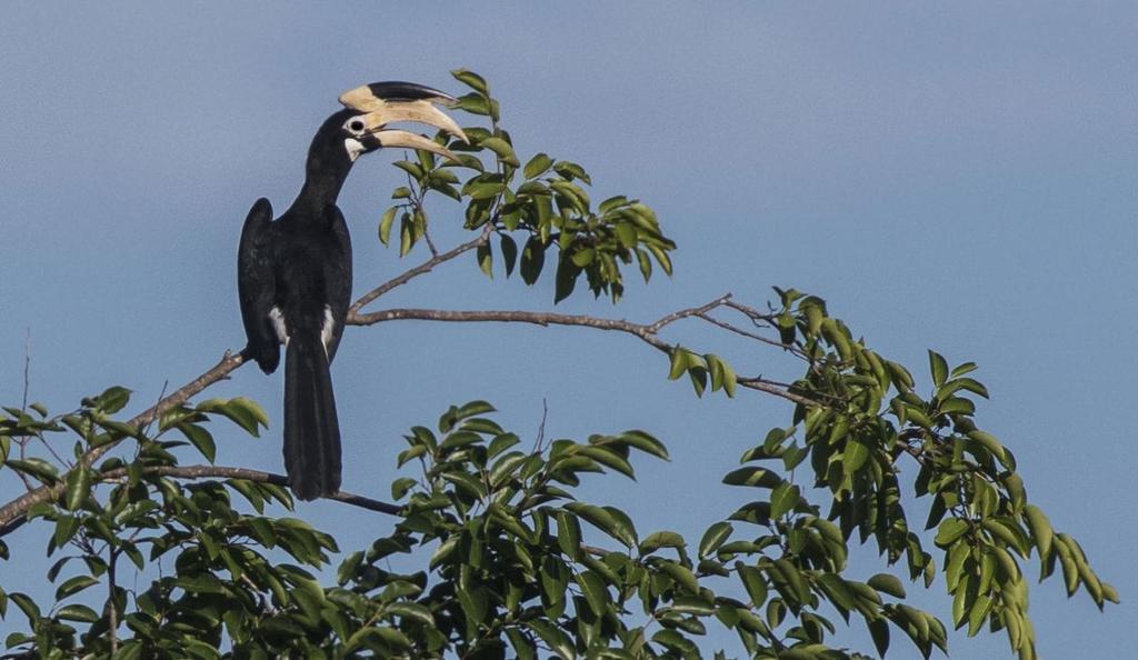 Malabar Pied Hornbill. Udawalawe NP. Foto: Göran Sundholm Artlista fåglar 1 Lesser Whistling Duck Dendrocygna javanica 4 Udawalawe NP 4.12, 300 Kirala kale Sanctuary 5.12, 2 Mirissa (offshore) 6.