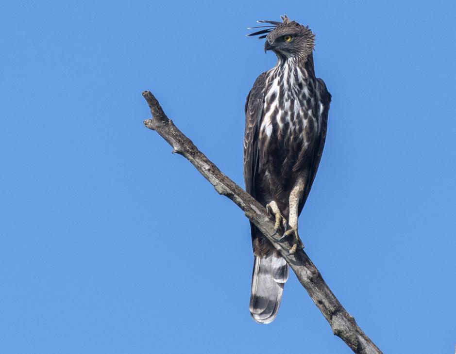 Changeable Hawk-Eagle. Udawalawe NP. Foto: Göran Sundholm 38 Shikra Accipiter badius badius 1 Mirissa 5.12, 1 Kalametiya BS 7.12, 1 längs vägen 7.12, 1 längs vägen 10.12, 1 Nuwara Eliya 11.