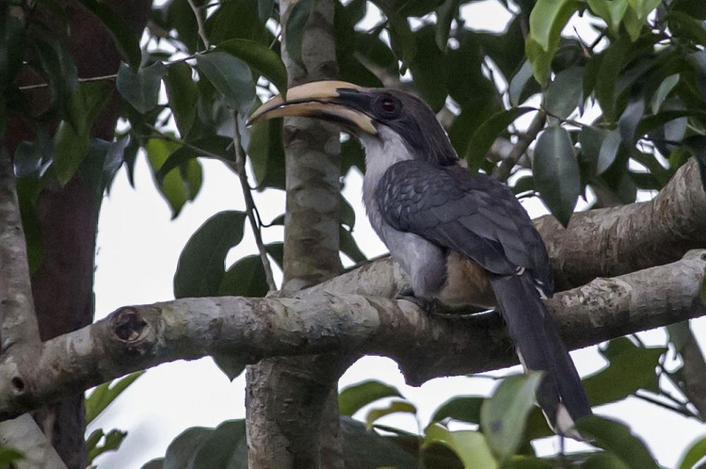 Sri Lanka Grey Hornbill. Foto: Göran Sundholm 129 Yellow-fronted Barbet Psilopogon flavifrons Endemisk 4 hörda Kitulgala 29.11, 10 Kitulgala 30.11 och 1 Kirala kale Sanctuary 5.12. Observerad 7 dagar totalt 130 Crimson-fronted Barbet Psilopogon rubricapillus Endemisk 1+1 hörd Kitulgala 30.