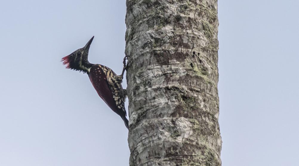 11 133 Yellow-crowned Woodpecker Leiopicus mahrattensis mahrattensis 2 Udawalawe NP 4.12 och 3 Yala NP 8.12 134 Lesser Yellownape Picus chlorolophus wellsi Endemisk 1 Kitulgala 29.11, 2 Kitulgala 30.