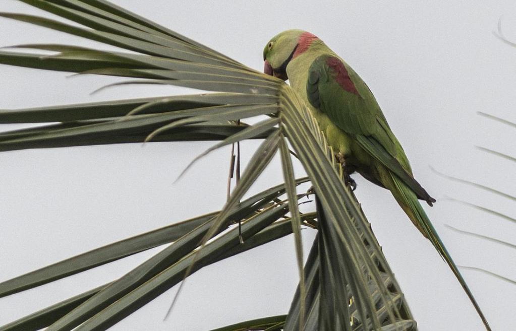 137 White-naped Woodpecker Chrysocolaptes festivus tantus Endemisk 2 Tissamaharama 10.12 138 Common Kestrel Falco tinnunculus objurgatus 1 Yala NP 8.