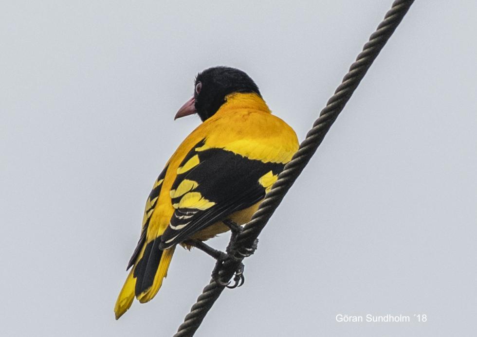 154 Black-hooded Oriole Oriolus xanthornus ceylonensis Endemisk 1 Kitulgala 29.11, 5 Kitulgala 30.11, 3 längs vägen 1.12, 1 hörd Sinharaja NP 3.12, 1 Sinharaja NP 4.12, 1 längs vägen 4.