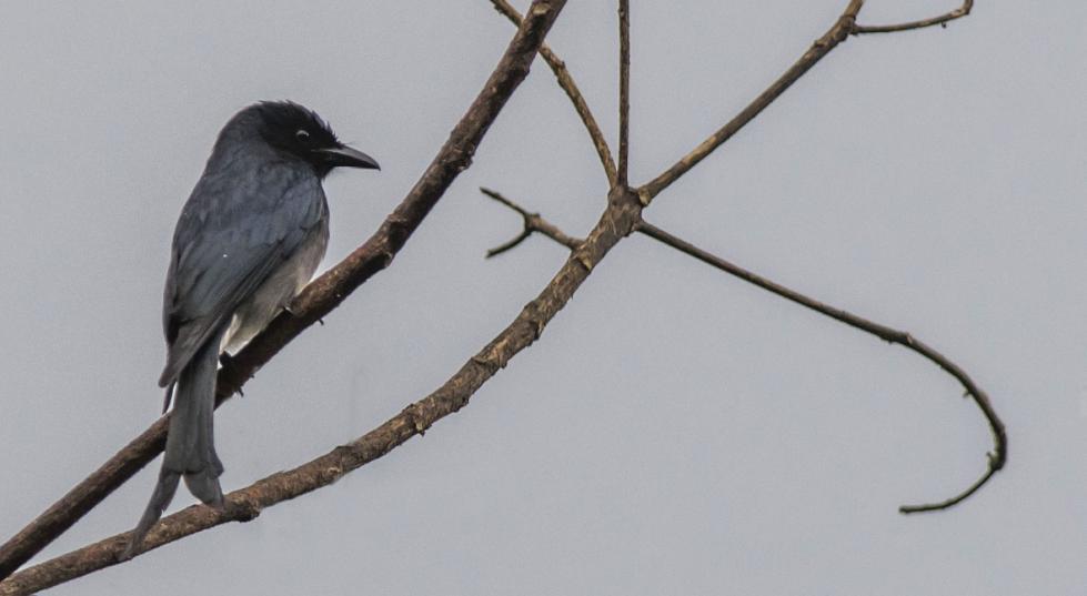 12 Black-hooded Oriole hördes och sågs ofta under resan. Foto: Göran Sundholm 155 Black Drongo Dicrurus macrocercus minor Endemisk 1 Yala NP 8.