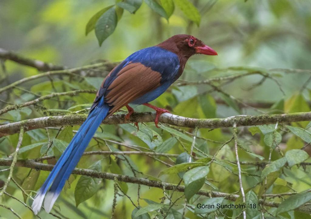 161 Sri Lanka Blue Magpie Urocissa ornata Endemisk 2 Sinharaja NP 2.12 och 5 Sinharaja NP 3.12 Sri Lanka Blue Magpie är något av ett signum för Sri Lankas endemiska fågelliv.