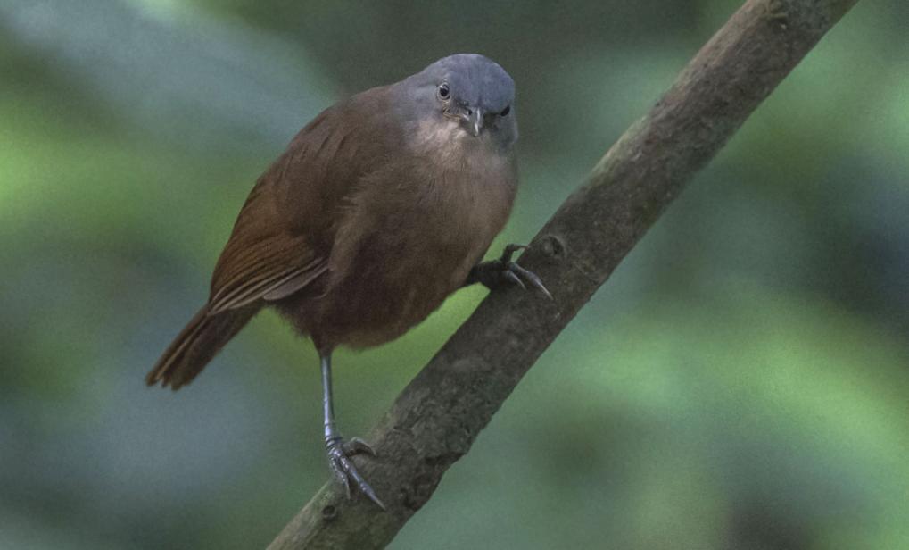 Ashy-headed Laughingthrush. Sinharaja NP. Foto: Göran Sundholm 197 Yellow-eyed Babbler Chrysomma sinense nasale Endemisk 1 Udawalawe NP 4.