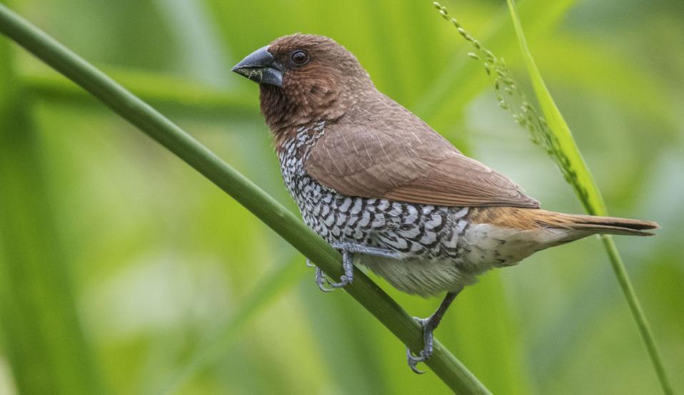 12 227 House Sparrow Passer domesticus indicus 3 Udawalawe NP 4.12 och 25 Galle 6.12. Observerad 6 dagar totalt 228 Baya Weaver Ploceus philippinus philippinus 15 Yala NP 8.12 Baya Weaver.