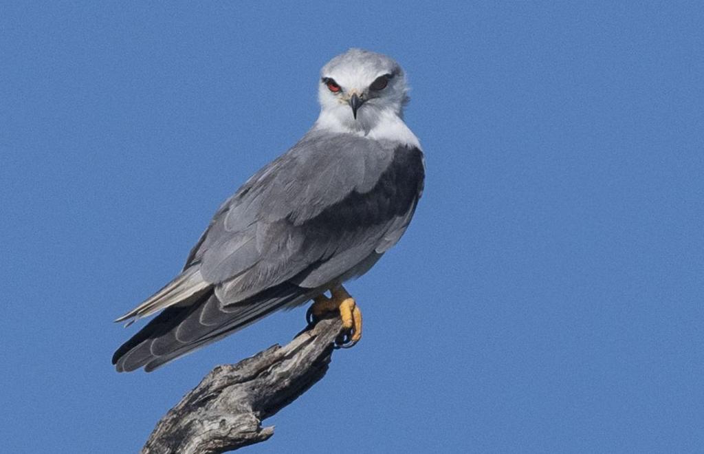 12, 3 Victoria Park, Nuwara Eliya 10.12, 1 längs vägen 10.12, 2 Victoria Park, Nuwara Eliya 11.12 och 1 Nuwara Eliya 11.12 235 Paddyfield Pipit Anthus rufulus rufulus 3 Udawalawe NP 4.