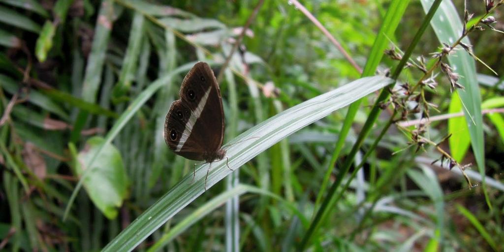 12 Aspidura trachyprocta 1 Horton Plains NP 11.12 13 Balanophis ceylonensis 1 Kitulgala 29.11 14 Striped Bronzeback Dendrelaphis caudolineatus 1 Sinharaja NP 3.