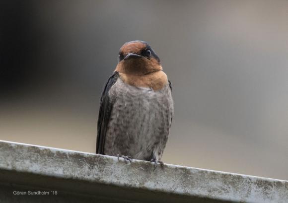 de vi också Great Knot och brushane, två nya arter för honom. Några smalnäbbade simsnäppor var också en bonus. I en av dammarna låg en Mugger i vattenytan.