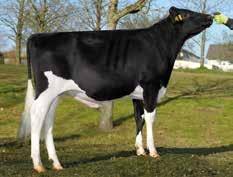Guard Stmb nr 91553 Kod nr 9-7448 F: Guarini M: Rita Knobby Stmb nr 914 Kod nr 9-7549 F: Cashcoin M: Kool VG-87 MF: Leif MM: Rene MF: Man O Man MM: Kay EX-90 MMF: Mascol MMM: Rebe MMF: Shottle MMM: