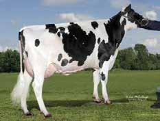 Kronprinz Stmb nr 91844 Kod nr 9-7479 F: Krunch M: Bryce Lake-Red Stmb nr 132 Kod nr 9-7553 F: Ladd P M: Adelyn VG-86 MF: Shamrock MM: Basil MF: Super MM: Aiko EX-91 MMF: Bolliver MMM: Biffy MMF: