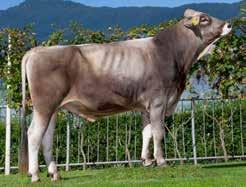 Huxley Stmb nr 768 Kod nr 7-1552 Huzit Stmb nr 232 Kod nr 7-1459 F: Huxoy M: Gasper Africa F: Hupoly M: Zita VG-89 MF: Nesta MM: America ET MF: Denmark MM: Zilena GP-81 MMF: Zeus-us MMM: Alba Chiara
