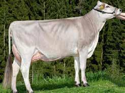 Jaguar Stmb nr 568 Kod nr 7-14 F: Juleng M: Mona VG-88 Vacum Stmb nr 634 Kod nr 7-1510 F: Sun-Made Vigor ET M: Nelke VG-89 MF: Huray MM: Molli MF: Etvei MM: Nanni VG-85 MMF: Vinikt MMM: Molli MMF: