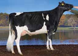 Jentin Stmb nr 91545 Kod nr 9-7413 F: Jeeves M: Ida 570 VG-85 Mabuse Stmb nr 919 Kod nr 9-7534 F: Man-O-Man M: Nikola EX-90 MF: Goldwin MM: Ivonne VG-85 MF: Shottle MM: Naomi VG-86 MMF: Ford MMM: