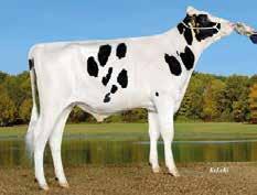 Blue P Stmb nr 91849 Kod nr 9-7510 F: Boss M: Alina VG-85 Brentano Stmb nr 917 Kod nr 9-7531 F: Balisto M: Vekismairy MF: Mitey P MM: Asta G-84 MF: Sudan MM: Melody VG-85 MMF: Lawn Boy MMM: Astrid