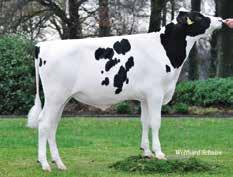 Chanel Stmb nr 916 Kod nr 9-7530 F: Chevrolet M: RR Eli Davos Stmb nr 911 Kod nr 9-7547 F: Daddy M: Calida MF: Bokeem MM: RR Elis EX-90 EX- MF: Freddie MM: Regancrest S Chassity MMF: Shottle MMM: