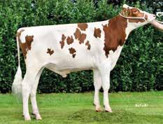 Edelmut Stmb nr 913 Kod nr 9-7548 F: Ellmau M: Davina RDC VG-86 Epochal Stmb nr 91542 Kod nr 9-73 F: Epic M: Marilyn 279 VG-86 MF: Sterngold MM: Doreen RDC MF: Planet MM: Marilyn 193 VG-88 MMF: