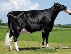 Flacon Stmb nr 91845 Kod nr 9-7480 F: Fanatic M: Penni Goliath Stmb nr 918 Kod nr 9-7532 F: Giant M: Delikat VG-85 MF: Altaiota MM: Melissa MF: Edison MM: Daydream VG-88 MMF: Mac MMM: Glenn-Ann Ex 90