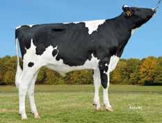 Han ger produktion, a halter, och har väldigt a värden för kalvningar, fertilitet och överlevande. Speciellt kalvningar. Exteriört ger han a kor med juver och perfekt spenplacering.