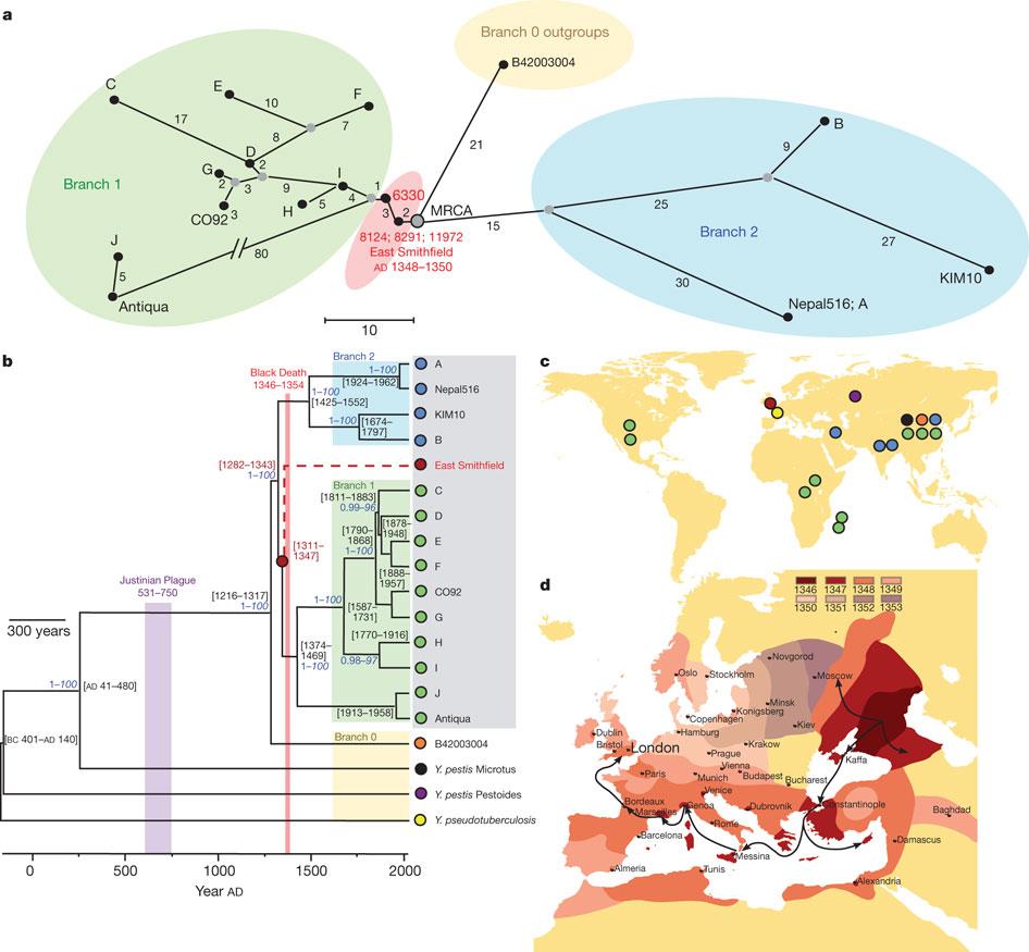 Fylogeni och historisk översikt för Yersina pestis, pestbakterien a) Trädstruktur som visar släktskap för historiska och nutida Y. pestis. Färgade cirklar visar olika klader.