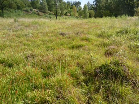 fukthed insprängd bland kustnära hällmarker; d) typisk fukthedvegetation med klockljung, myrlilja m.m. Dock kan man säkert hitta negativa indikatorarter för gränsdragning mot torr hed, t.