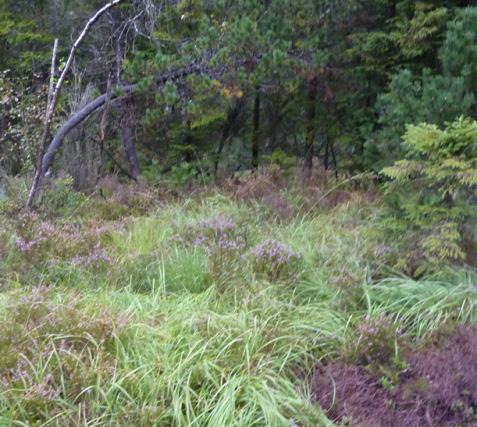 Erfarenheten hittills är att fukthed nog är den naturtyp där vi än så länge har haft svårast att hitta entydiga avgränsningskriterier i flygbildstolkningen.