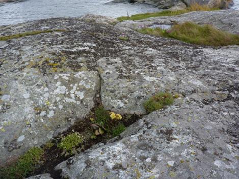 snarare perenn hedvegetation (t.ex.