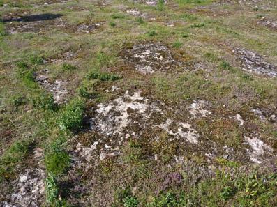 Gotland.