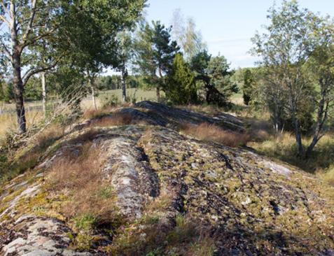 a) b) c) d) Figur 17. Skötsel och bevarandestatus hos hällmarkstorräng på silikatmark (Västra Götaland och Södermanland).