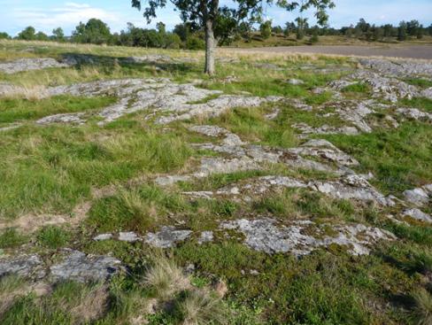 näringspåverkad gräsmark; c) Återupptagen hävd på kräver tid för värdena att återhämta sig; d) Beskuggning och avsaknad av hävd gynnar