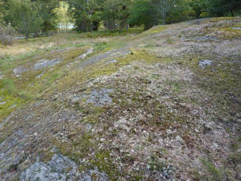 Det är alltså ofta inte vegetationens utseende i sig som avgör om det är potentiellt skyddvärd naturtyp.